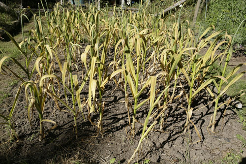 Rust on garlic plants